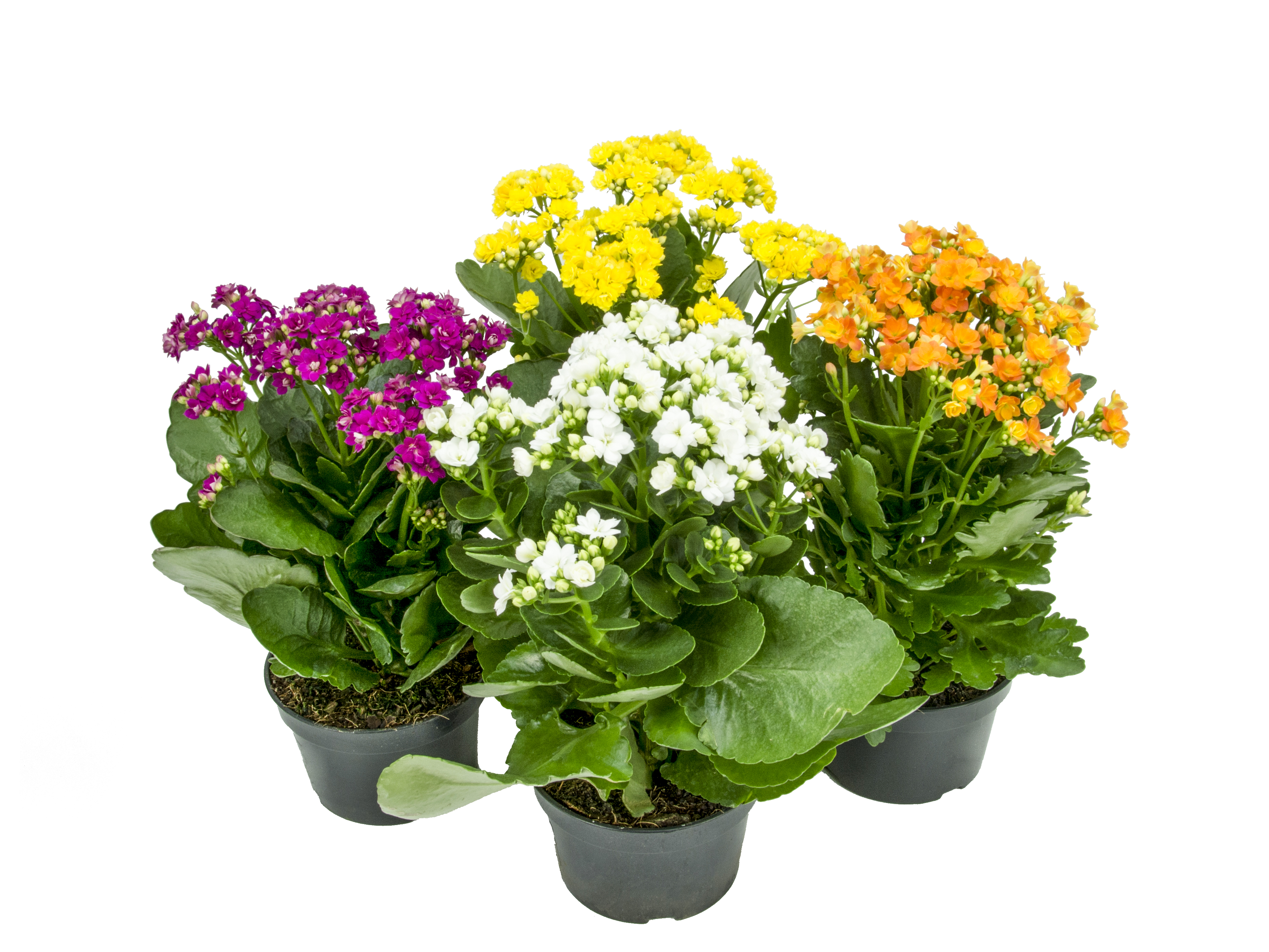 imagem de FLOR CALANDIVA