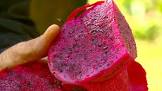imagem de FRUTA PITAYA KG